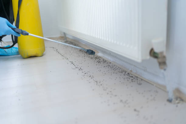 Best Best Pest Control Near Me  in Adairsville, GA